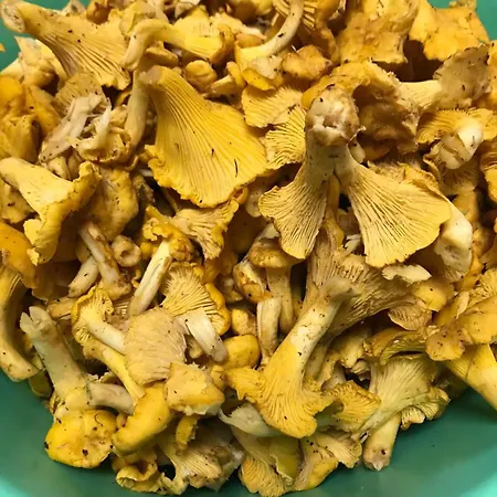 у олега-родинний двір Guest house 3*