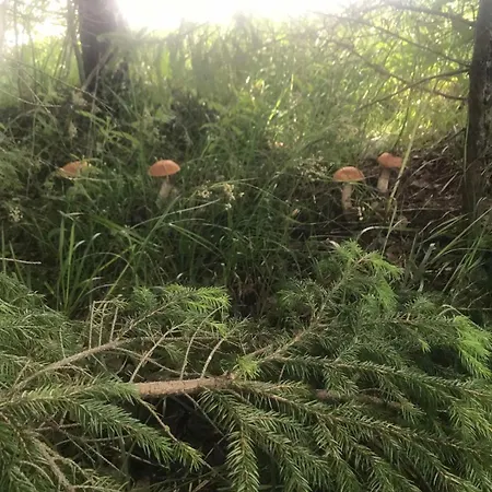 בית הארחה у олега-родинний двір 3*